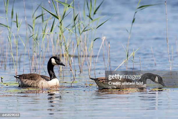 Kanadagans Canada Goose