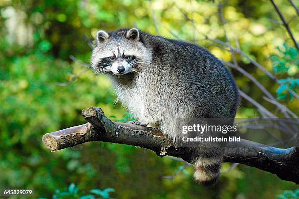 Tiere, Saeugetiere, Waschbaer, Racoon, Procyon lotor, Florida, USA, United Staates,