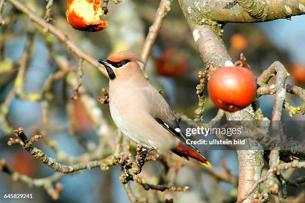 Tiere, Voegel, Seidenschwanz, Bombycilla garrulus, sitzt im Apfelbaum