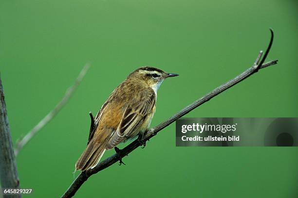 Schilfrohrsänger Sedge Warbler  Hortobagy Nationalpark, Ungarn, Hungary