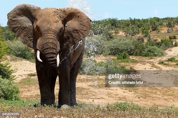 Afrikanischer Elefant bespritzt sich mit Wasser, Südafrika