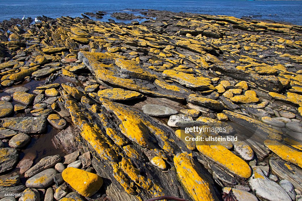 Kuestenlandschaft auf Carcass Island Falkland