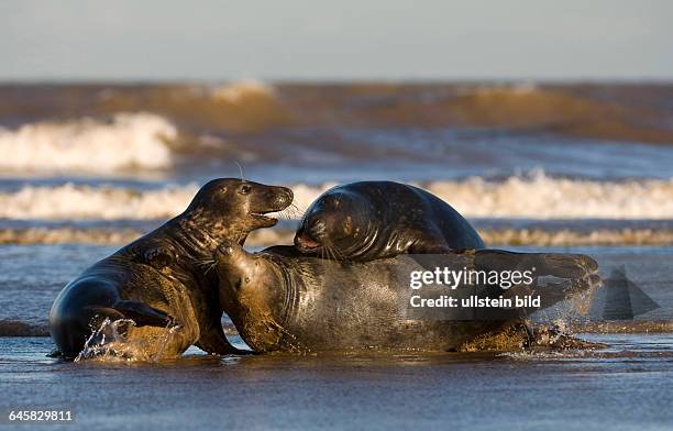 Kegelrobbe auf Helgoland, Halichoerus grypos,