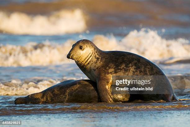 Kegelrobbe auf Helgoland, Halichoerus grypos,