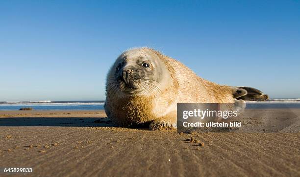 Kegelrobbe auf Helgoland, Halichoerus grypos,