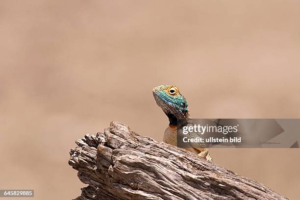 Stachelagame | Agama aculeata - Ground AgamaStachelagame Maennchen im Hochzeitskleid beim SonnenbadEtosha NP, Namibia