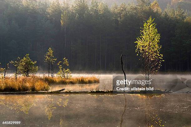 Eine Birke wächst aus einem ins Wasser gefallenen Baumstamm.Masuren Polen