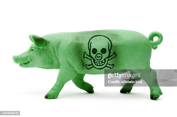 Grünes Miniaturschwein mit Totenkopf, Symbolfoto für belastetes Schweinefleisch