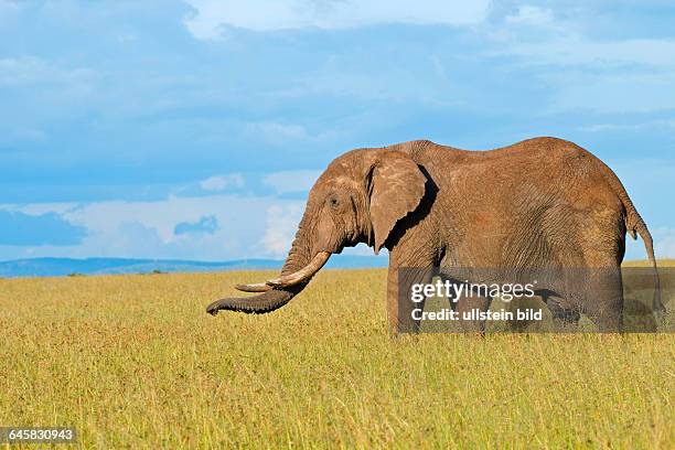 Afrikanischer Elefant begutachtet Landrover