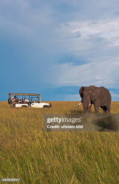 Afrikanischer Elefant begutachtet Landrover