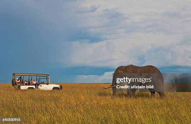 Afrikanischer Elefant begutachtet Landrover