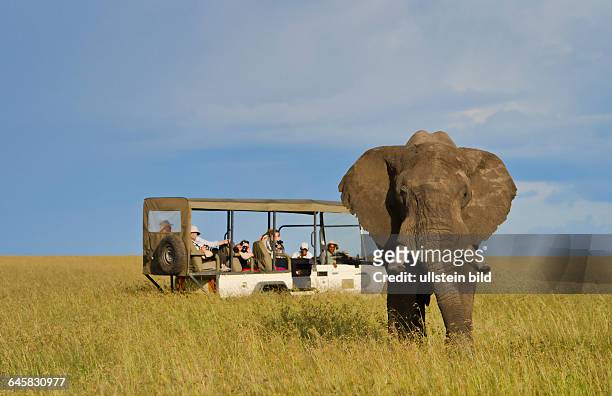 Afrikanischer Elefant begutachtet Landrover