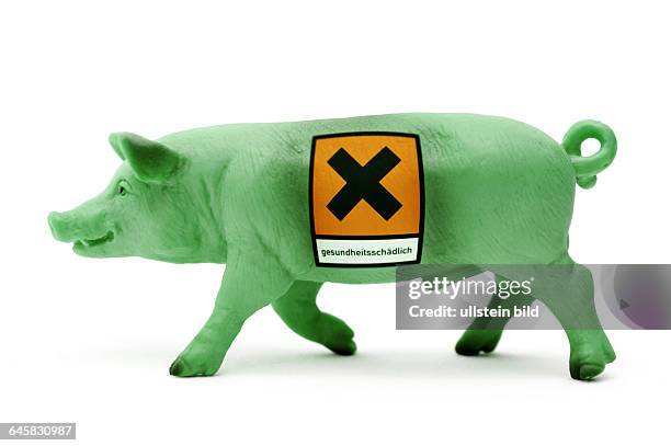 Grünes Miniaturschwein und Gefahrenzeichen, Symbolfoto für belastetes Schweinefleisch