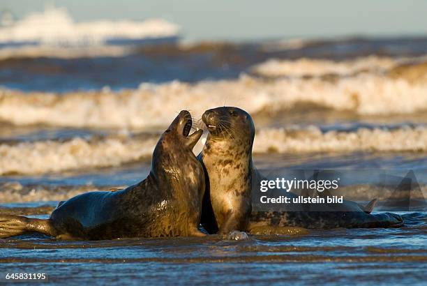 Kegelrobbe auf Helgoland, Halichoerus grypos,