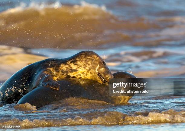 Kegelrobbe auf Helgoland, Halichoerus grypos,