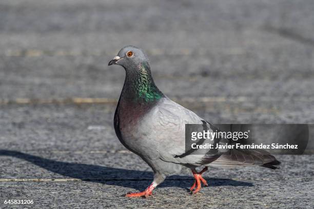 a domestic pigeon walking on the city floor. - pigeons stock pictures, royalty-free photos & images