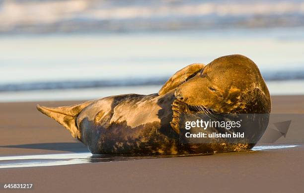 Kegelrobbe auf Helgoland, Halichoerus grypos,