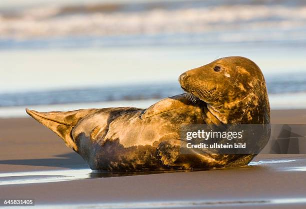 Kegelrobbe auf Helgoland, Halichoerus grypos,