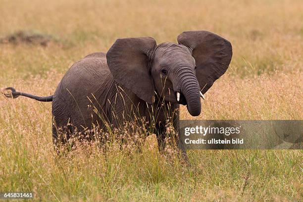 Afrikanischer Elefant Jungtier