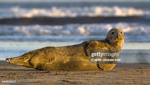 Kegelrobbe auf Helgoland, Halichoerus grypos,