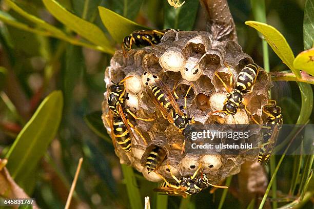 Feldwespe, Polistes gallicus, Paper Wasp