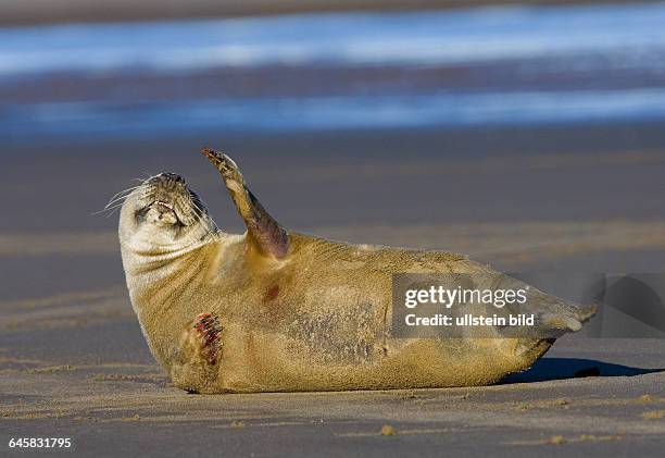 Kegelrobbe auf Helgoland, Halichoerus grypos,