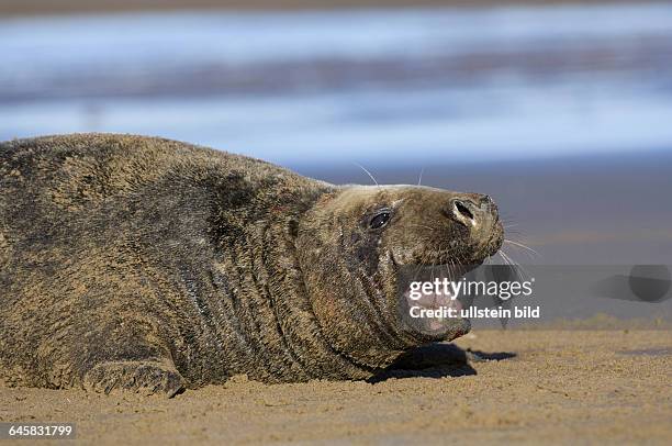 Kegelrobbe auf Helgoland, Halichoerus grypos,