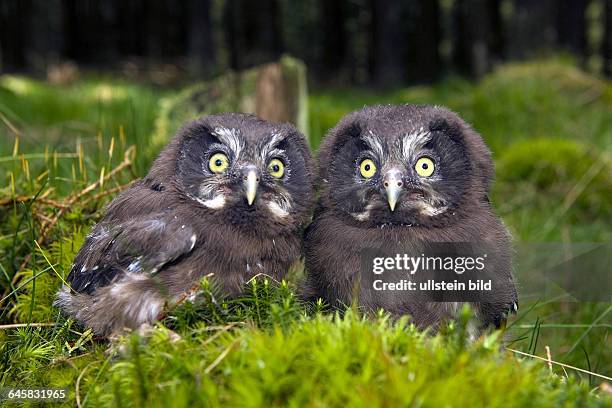 Parus Funereus 361 Funereus Stock Photos, High-Res Pictures, and Images - Getty Images