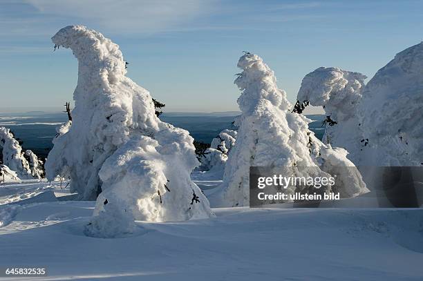 Winterwald auf dem Brocken