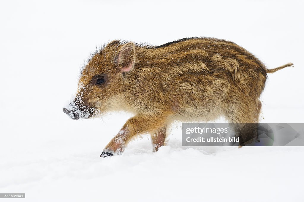Wildschwein im Schnee