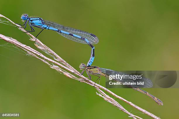 Hufeisen-Azurjungfer, Coenagrion puella,