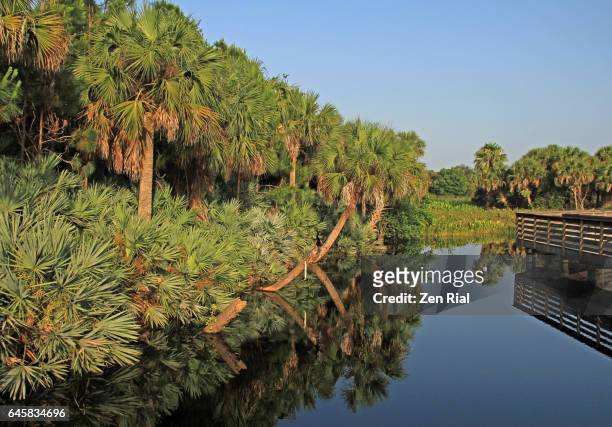 a forest of sabal palmetto also called cabbage palm and clumps of saw palmetto (serenoa repens) - saw palmetto stock pictures, royalty-free photos & images