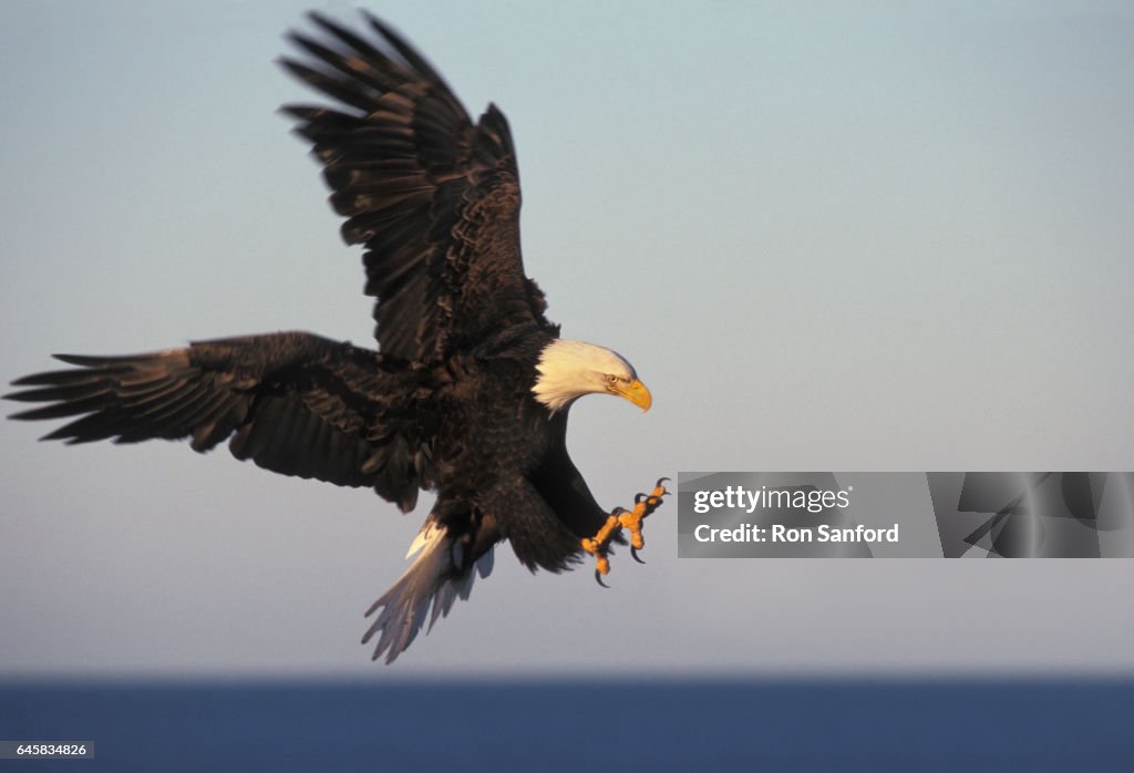 Bald Eagle with talons ready.