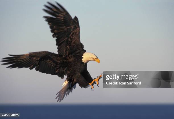 bald eagle with talons ready. - animals attacking stock pictures, royalty-free photos & images