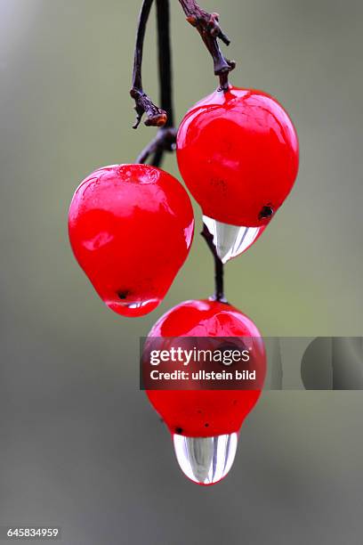 Wassertropfen an Frucht des Schneeballs