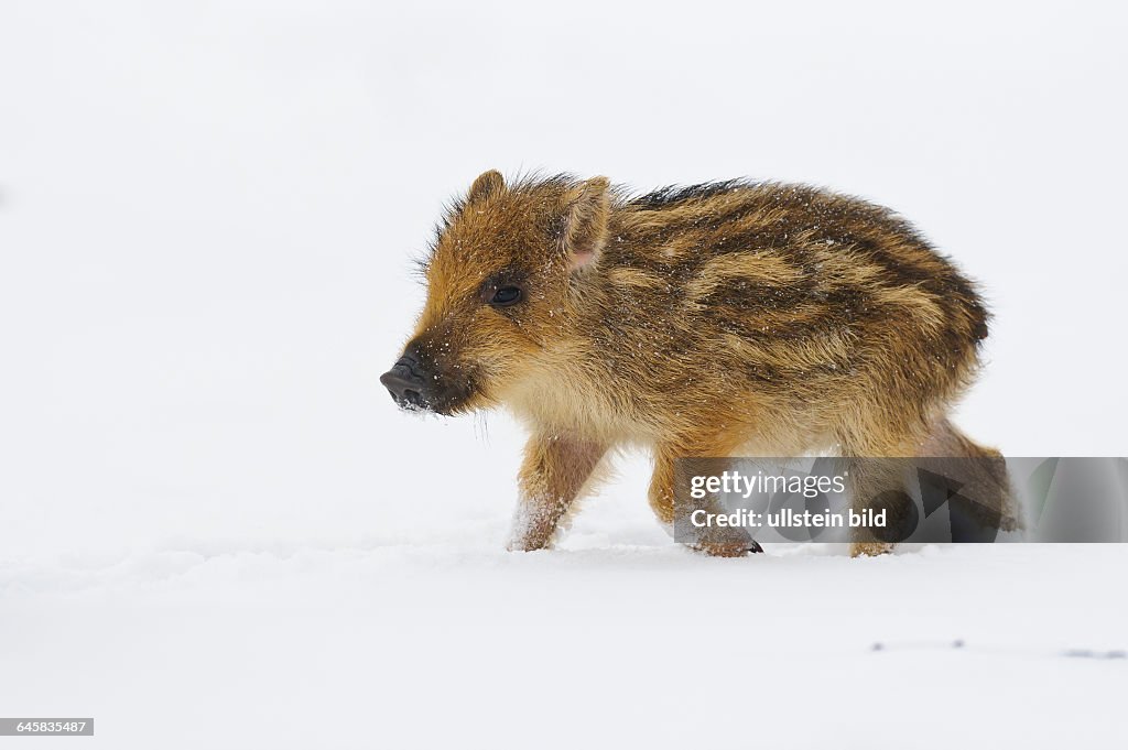 Wildschwein im Schnee