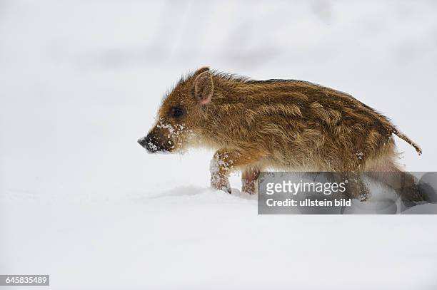 Wildschwein im Schnee, Winter