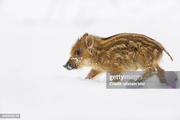 Wildschwein im Schnee, Winter