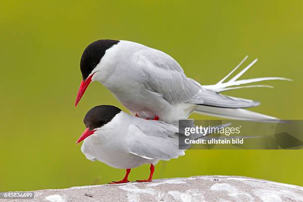 Kuestenseeschwalbe, Arctic Tern, Sterna paradisaea,