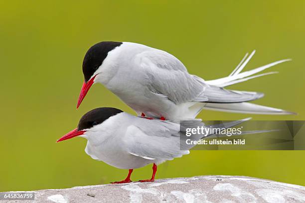 Kuestenseeschwalbe, Arctic Tern, Sterna paradisaea,