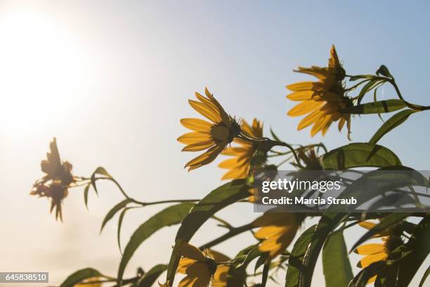 yellow wildflowers in the morning light - yellow light effect stock pictures, royalty-free photos & images