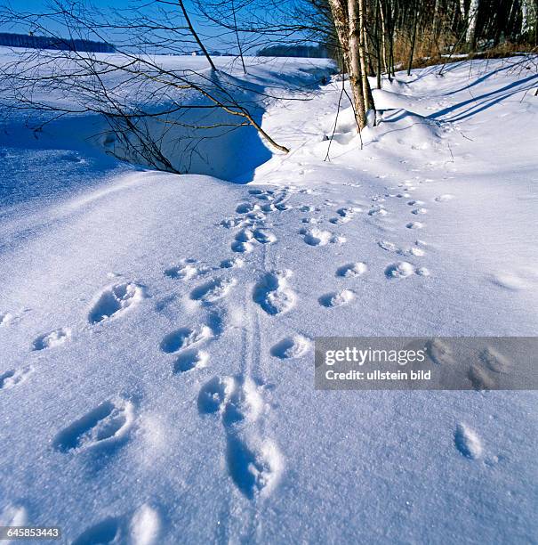 Zahlreiche Wildspuren, Tierfaehrten und Gelaeufe von Fuchs, Reh und Wildschwein markieren sich im Neuschnee in der verschneiten Landschaft zwischen...