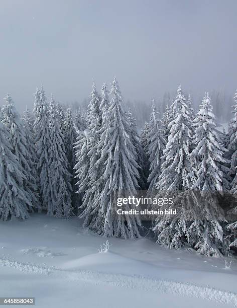 Verschneite Baeume, Skipiste, Morzine, Haute-Savoie, Frankreich