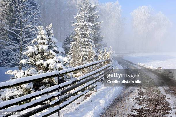 Winterlicher Landweg an einer Koppel mit bereiften Baeumen im Morgennebel