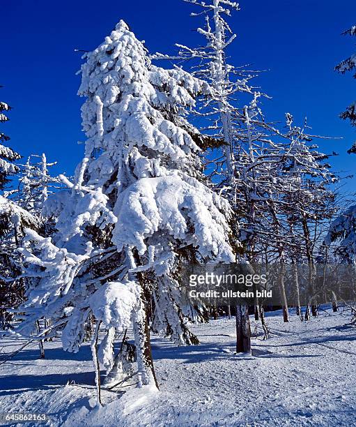 Tief verschneite Nadelbaeume, Fichten, in winterlicher Waldlandschaft auf dem Erzgebigskamm
