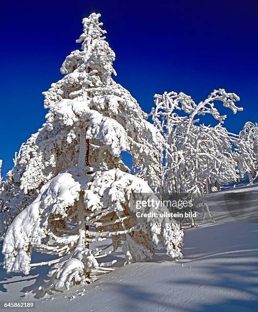 Tief verschneite Nadelbaeume in winterlicher Waldlandschaft im Ergebirge