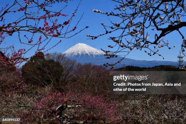 72 Fuji Yama Stock Photos and High-Res Images - Getty Images