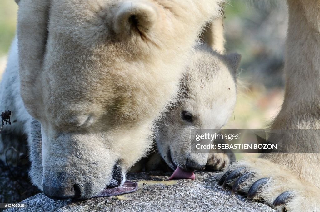 FRANCE-ANIMALS-ZOO-POLAR-BEAR