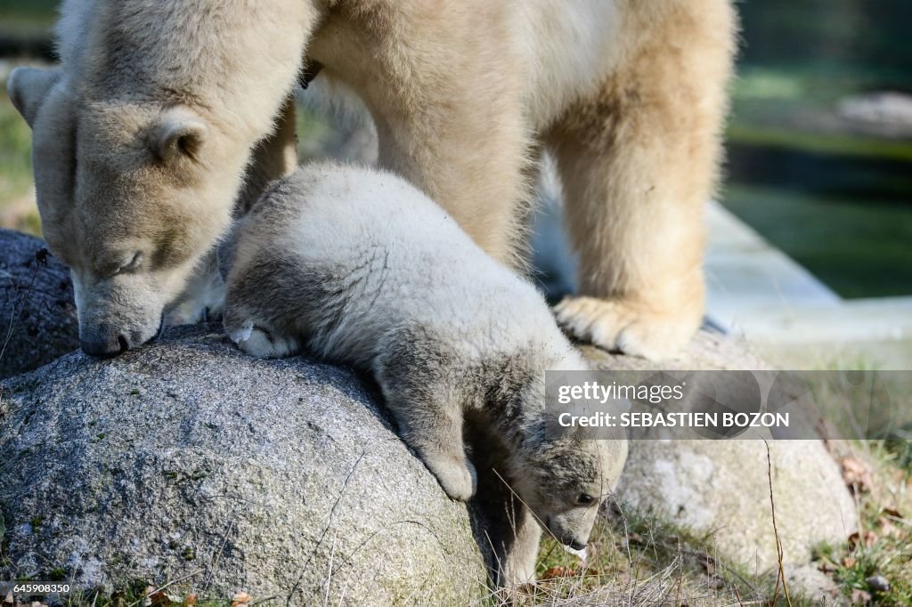 FRANCE-ANIMALS-ZOO-POLAR-BEAR