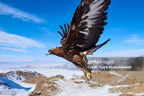 mongolia, bayan-olgii, eagle hunter - altai mountains bildbanksfoton och bilder